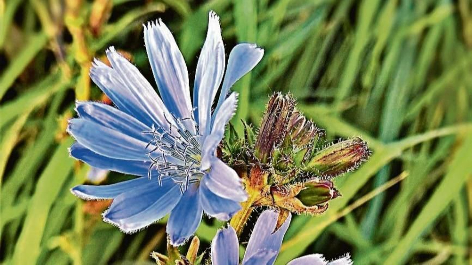 Una achicoria con dos flores grandes y vistosas.