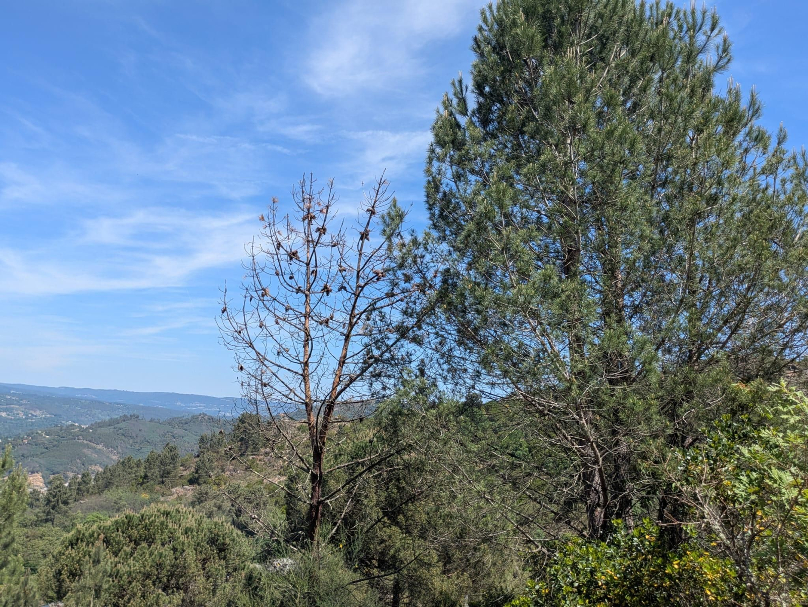 Así quedan los árboles tras el ataque letal del barrenillo de los pinos, en fotos