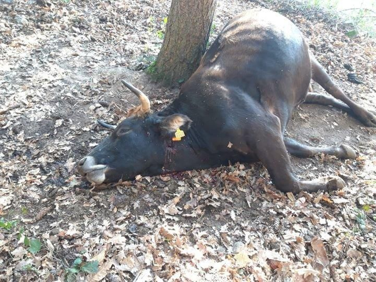 La vaca muerta. La bala perforó primero el collar de cuero con la campanilla.