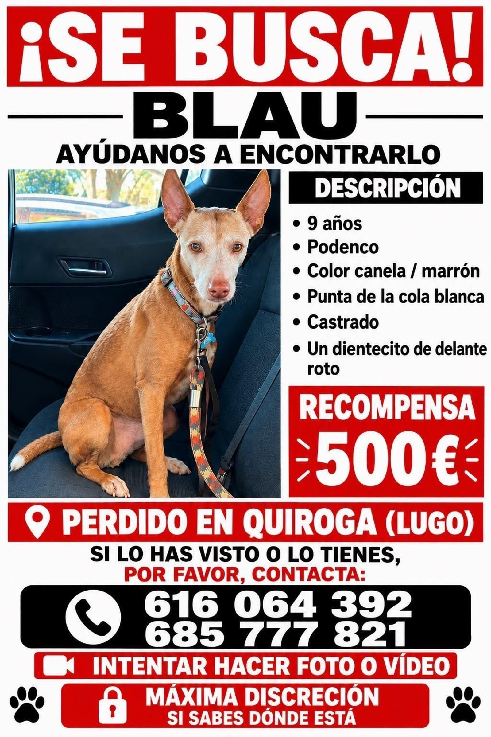 La familia ha elaborado este cartel para difundir la búsqueda de Blau y ofrece una recompensa de 500 euros.