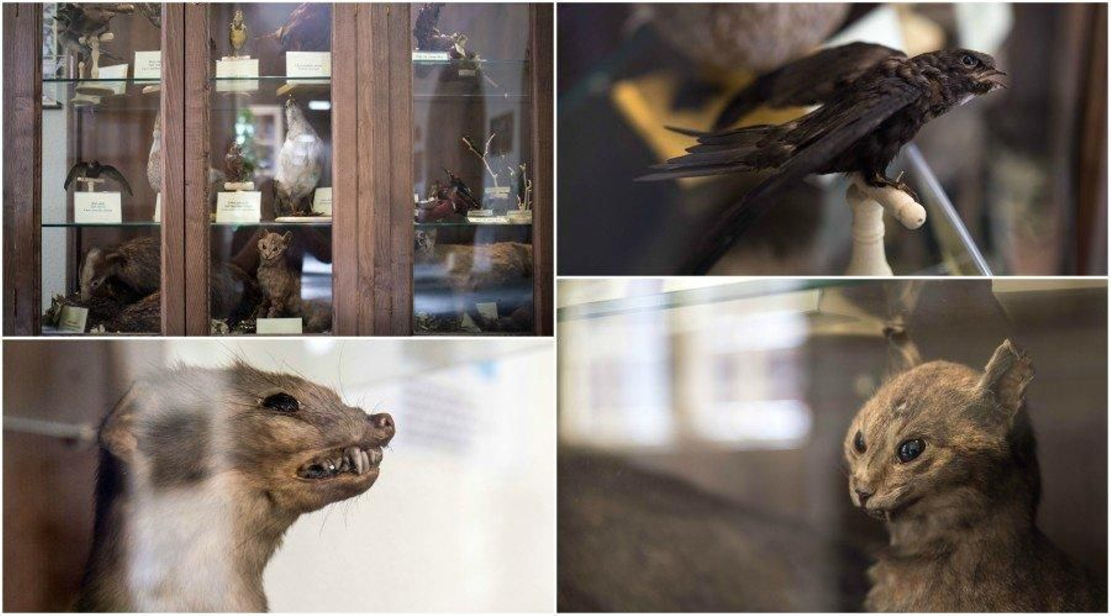 La vitrina con los animales disecados y algunos de los ejemplares (ÓSCAR PINAL).