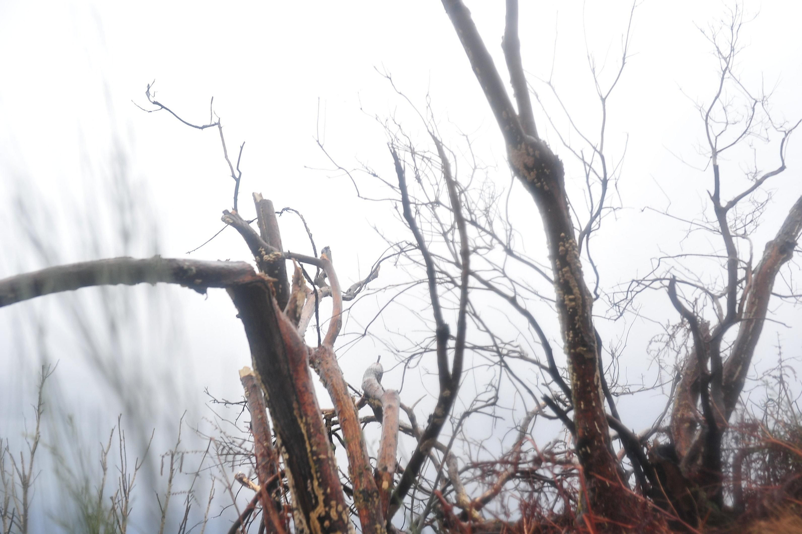 PARADA DE SIL, CABEZA DE MONTE MEDA 29/01/2020.- Degradación paisajística y medioambiental tras los incendios del 2017, Ribeira Sacra. José Paz
