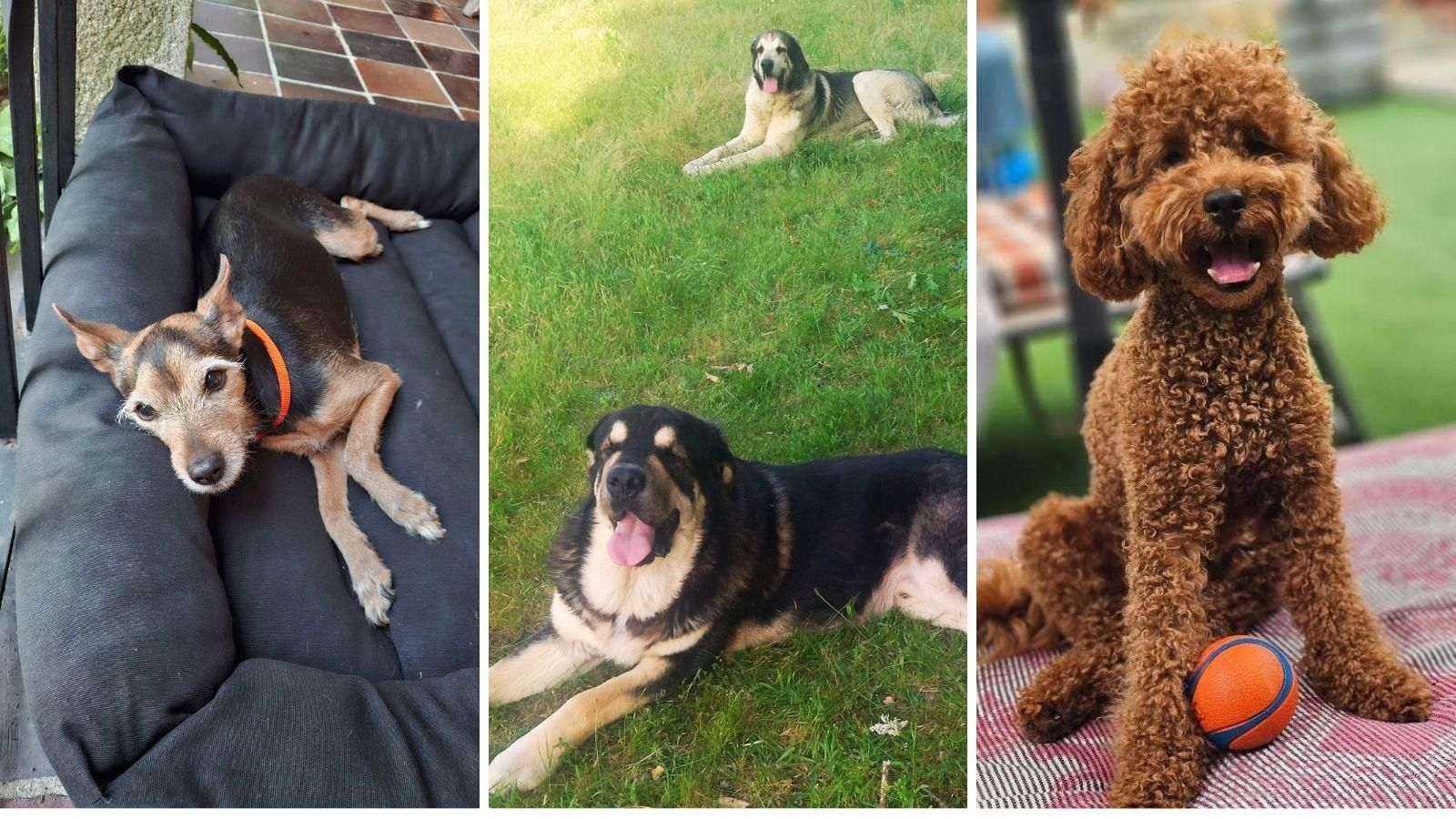 Pepa, Tarzán y Sam, Otto