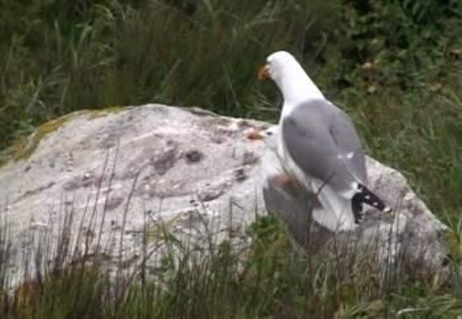 La gaviota macho se sube encima de la hembra en una imagen capturada del vídeo de Wireless.