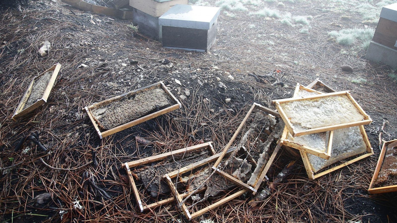 Restos de panales de miel y colmenas arrasadas por el fuego en el verano de 2025.