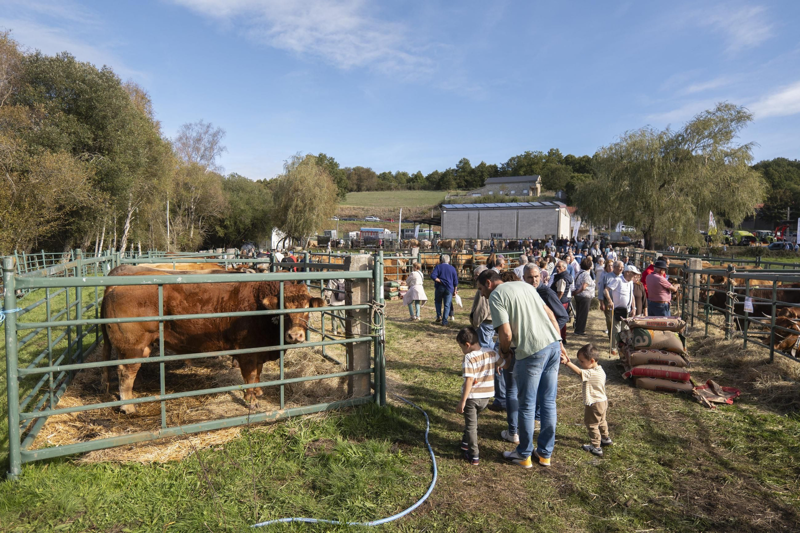 Galería | Montederramo presume de carne, ganado y ambiente festivo