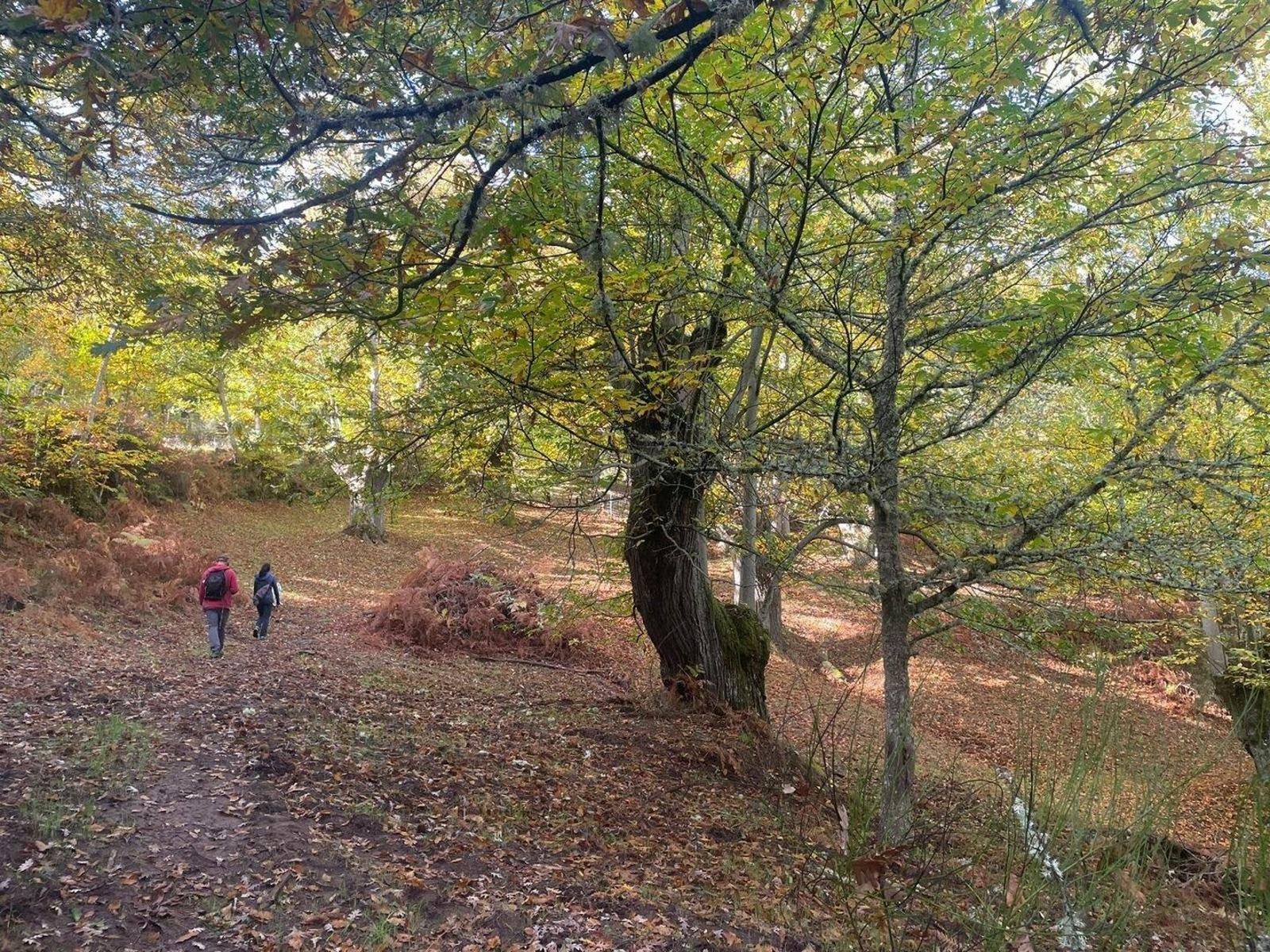 Entre árboles y tranquilidad.