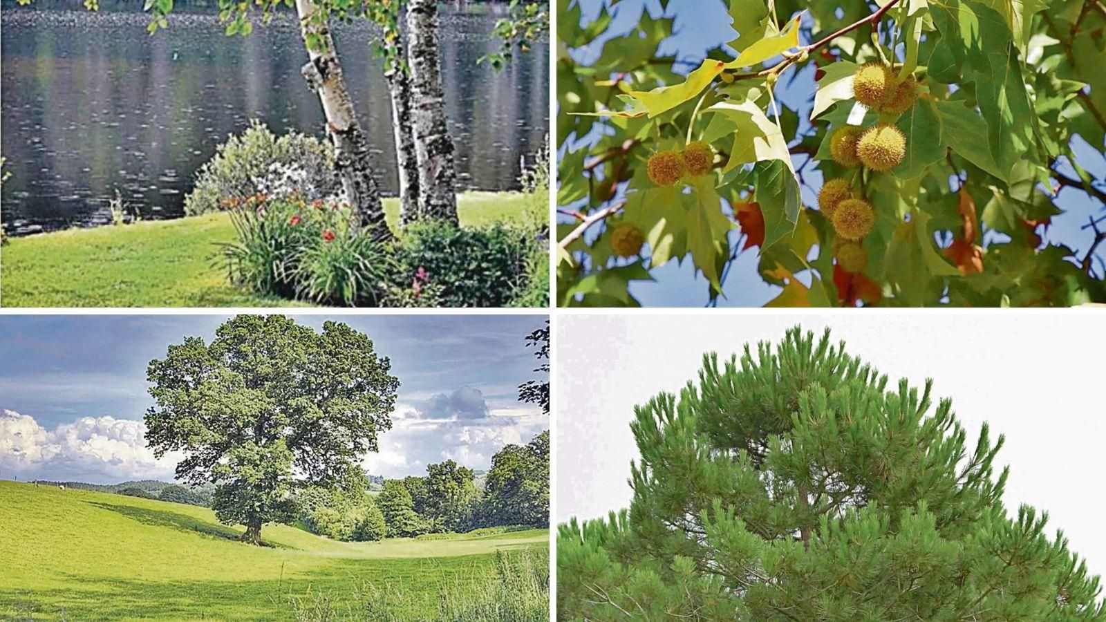 En marzo y abril, aumentan las concentraciones de polen de abedul, platanero, roble y pino.