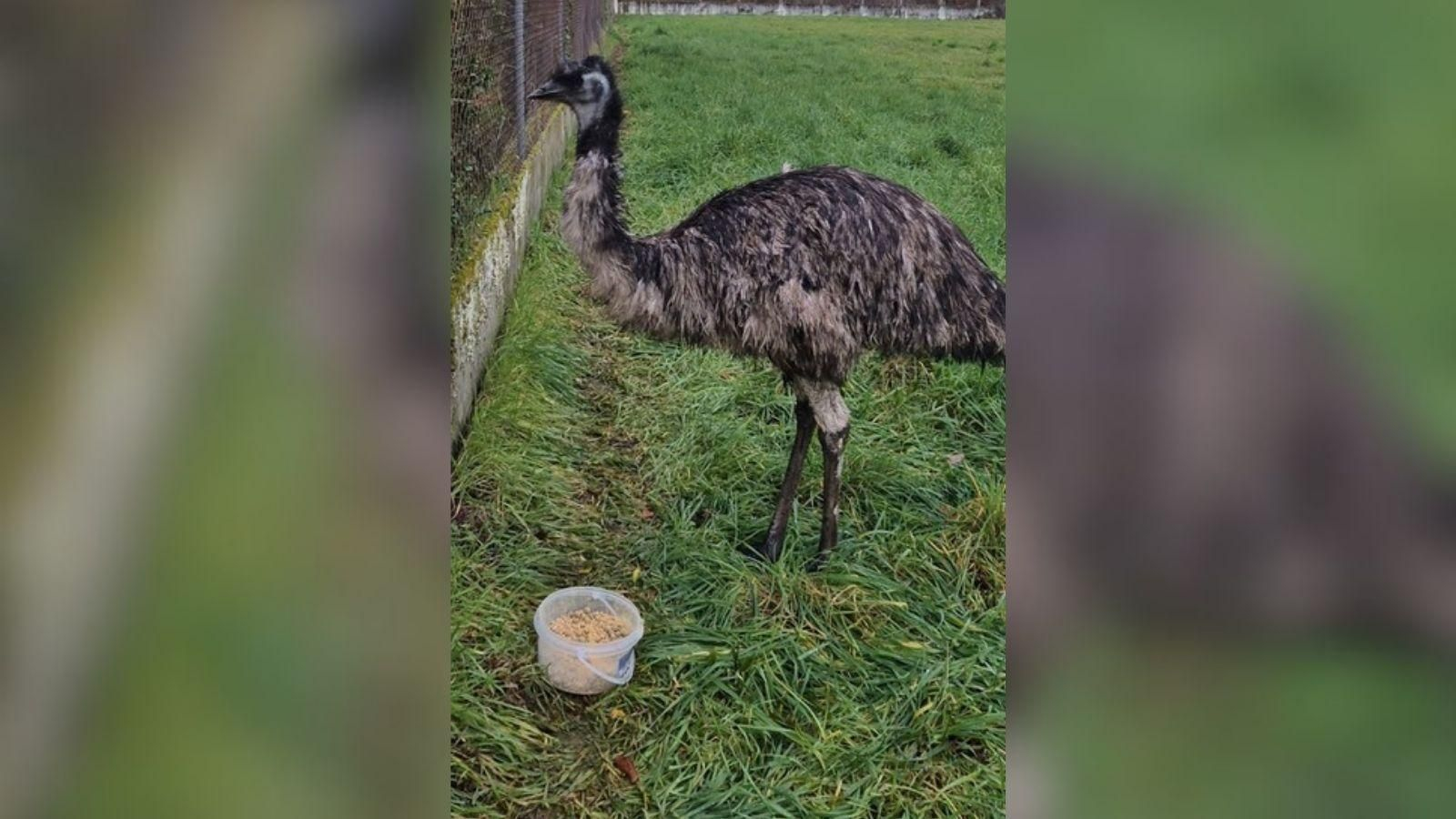 Imagen del emú en la finca de Paradela, Coles