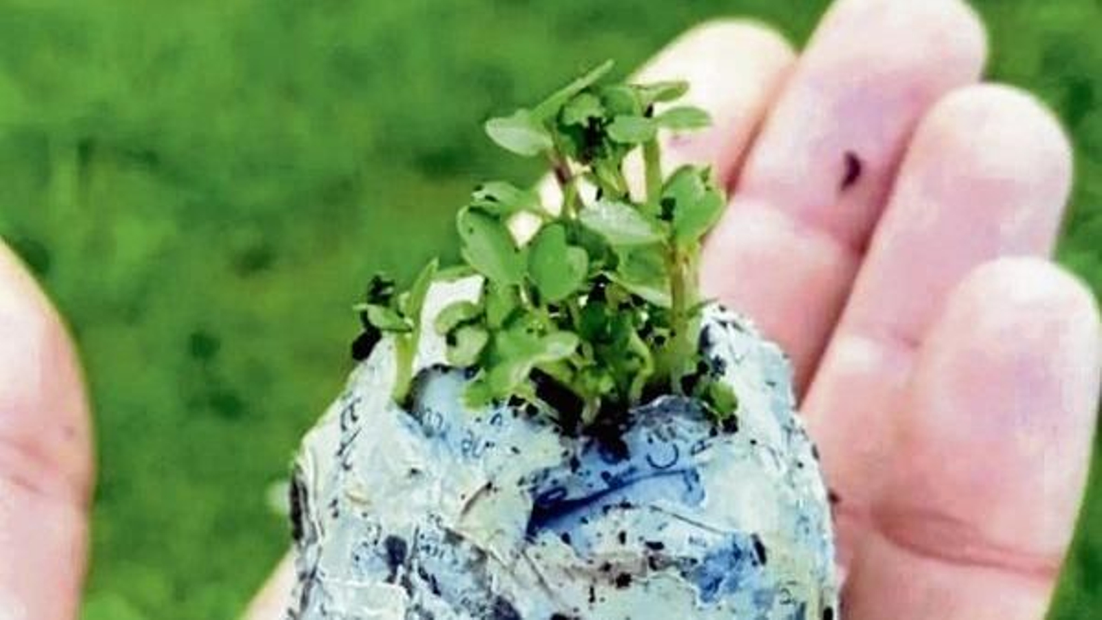 Cultivo germinando por el Método Fukuoka.