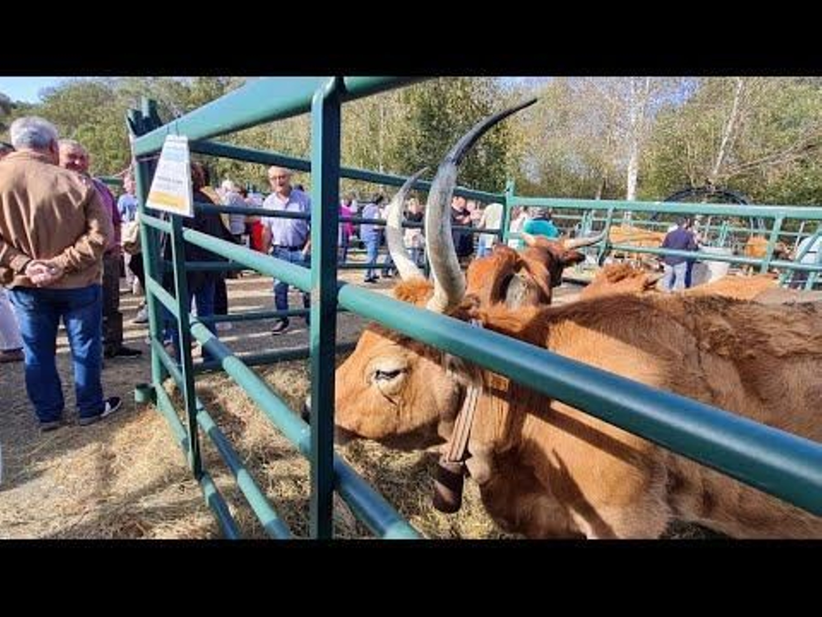 Feria de ganado de Montederramo