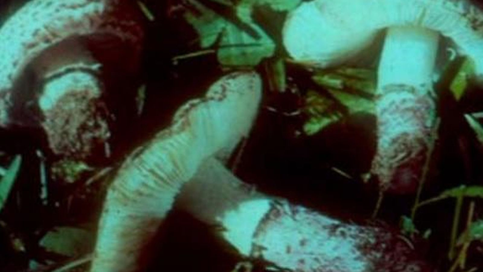 lepiotabrunneoincarnata