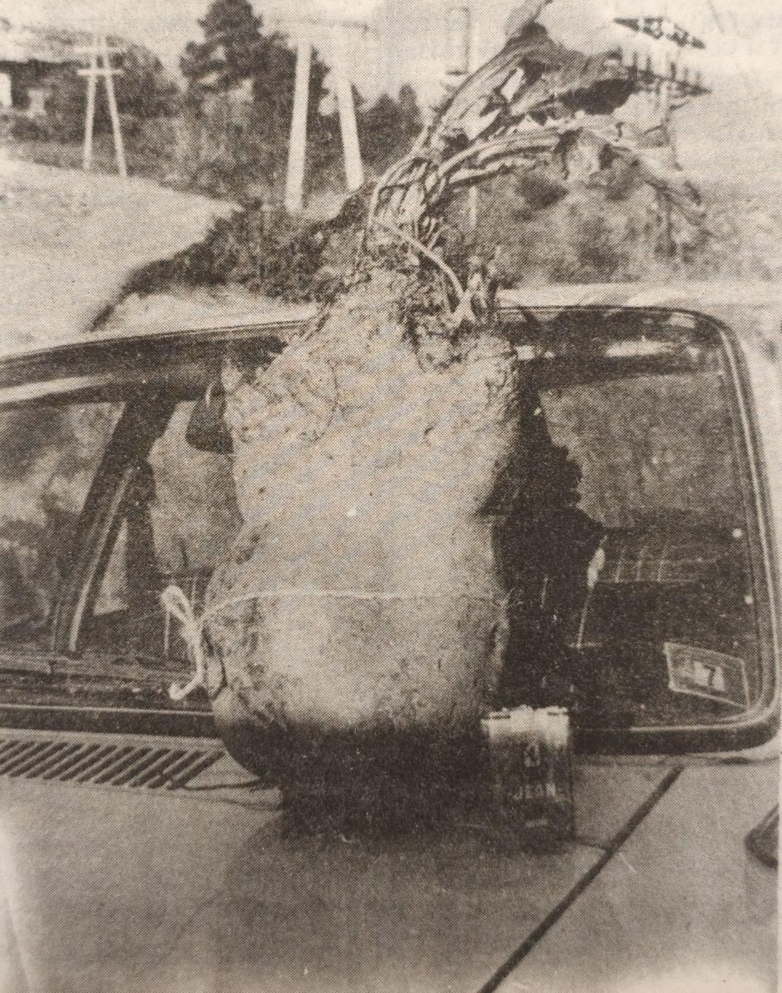 La remolacha de 15 kilos sobre el parabrisas de un coche.