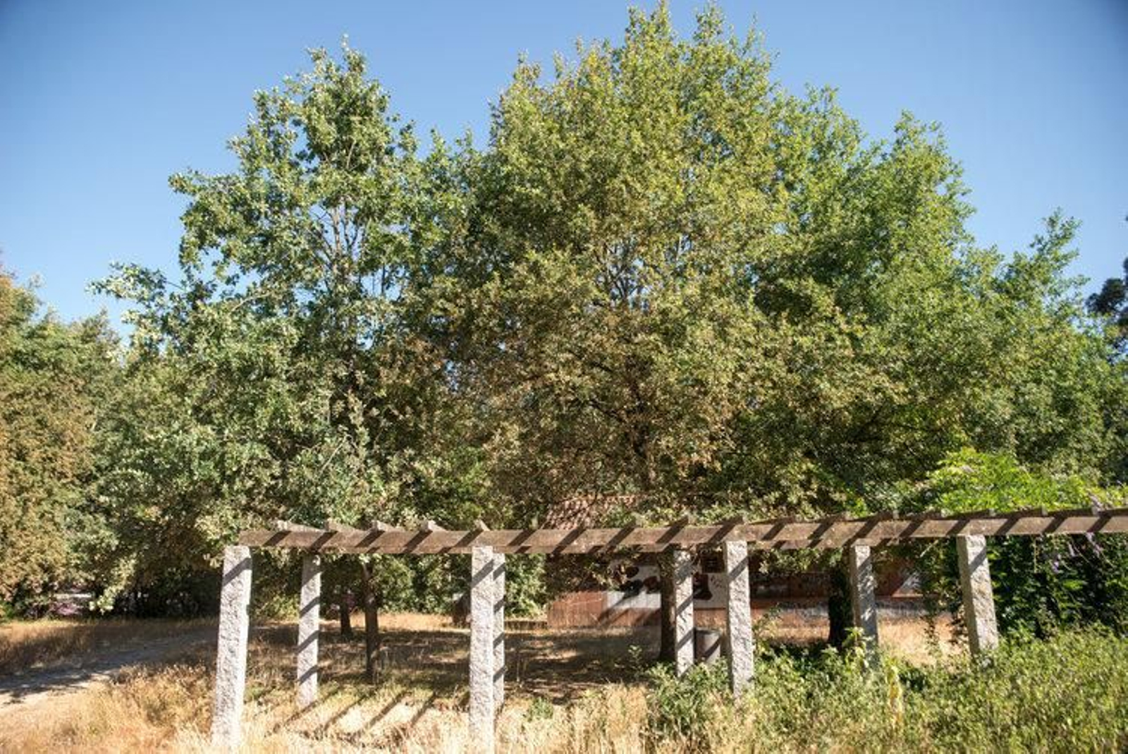 Robles situados en el parque botánico de Santa Cruz de Arrabaldo. (O. PINAL)