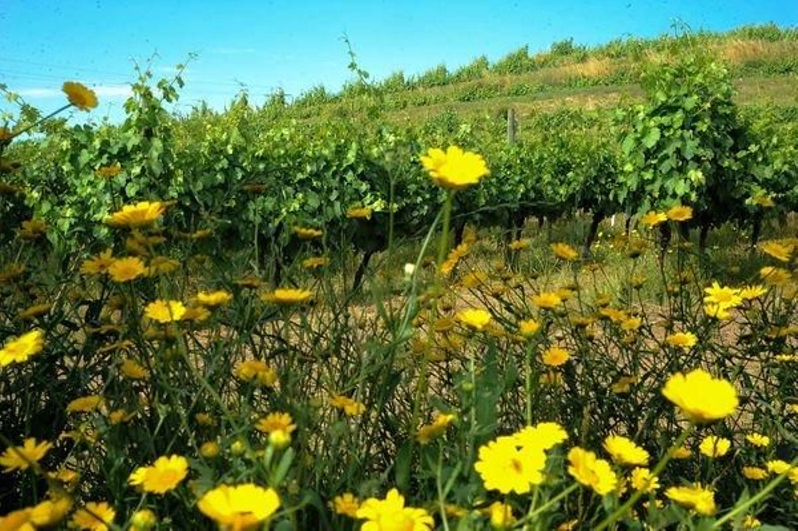 Viñedos situados en el concello de Castrelo de Miño.