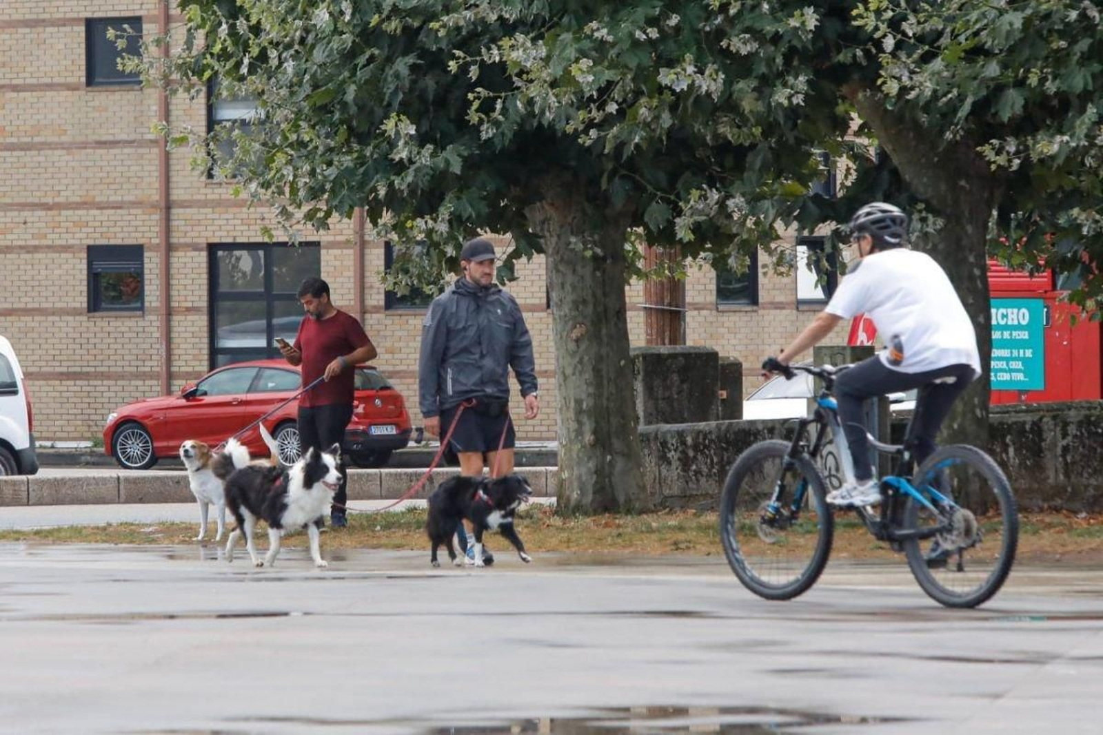 Grupos de perros por las calles de Vigo esta semana, una imagen cada vez más habitual.