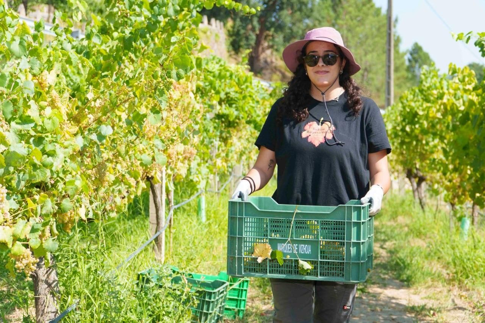 Galería | El calor adelanta la vendimia en las Rías Baixas