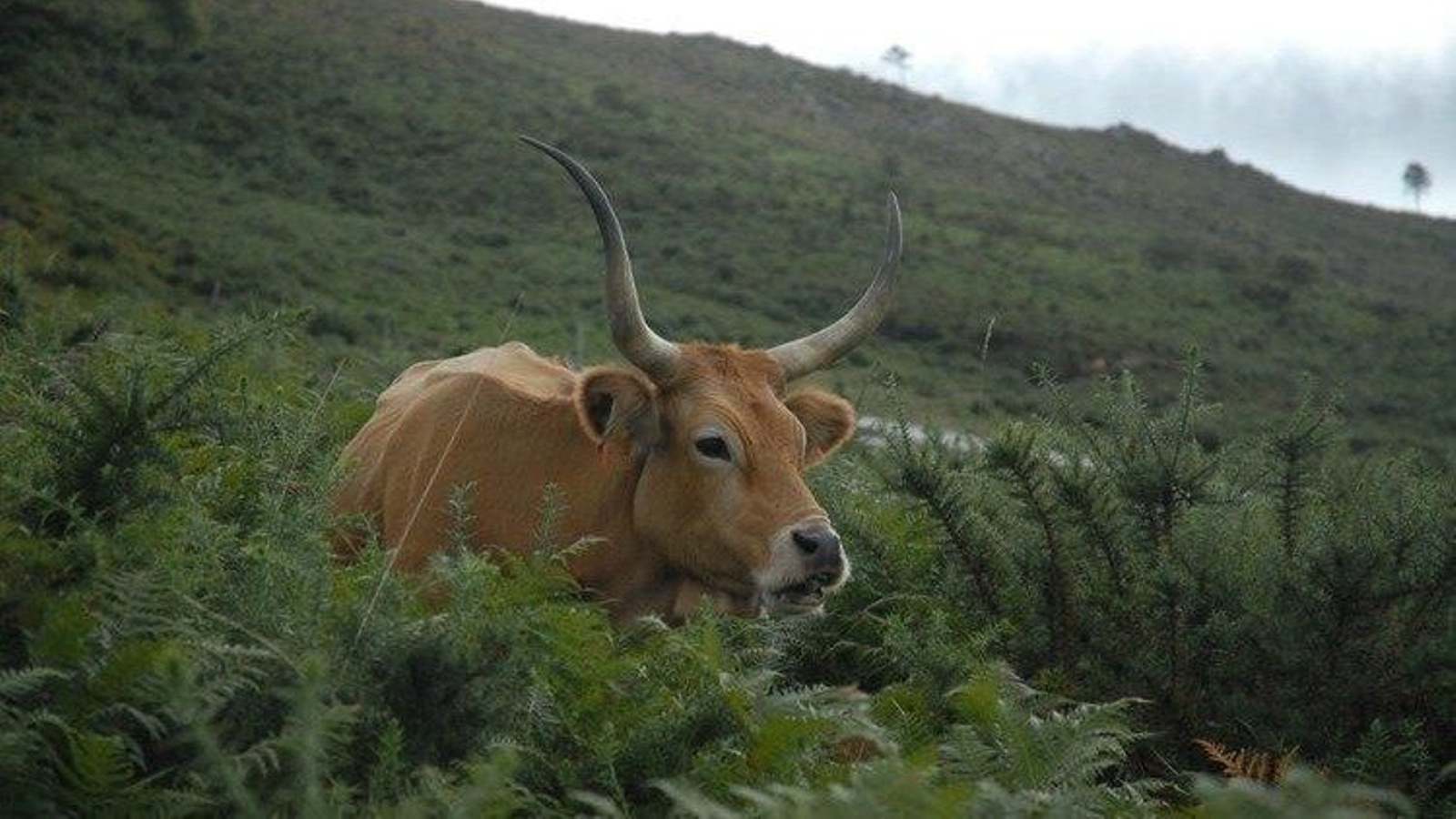 Una vaca en la provincia de Ourense.