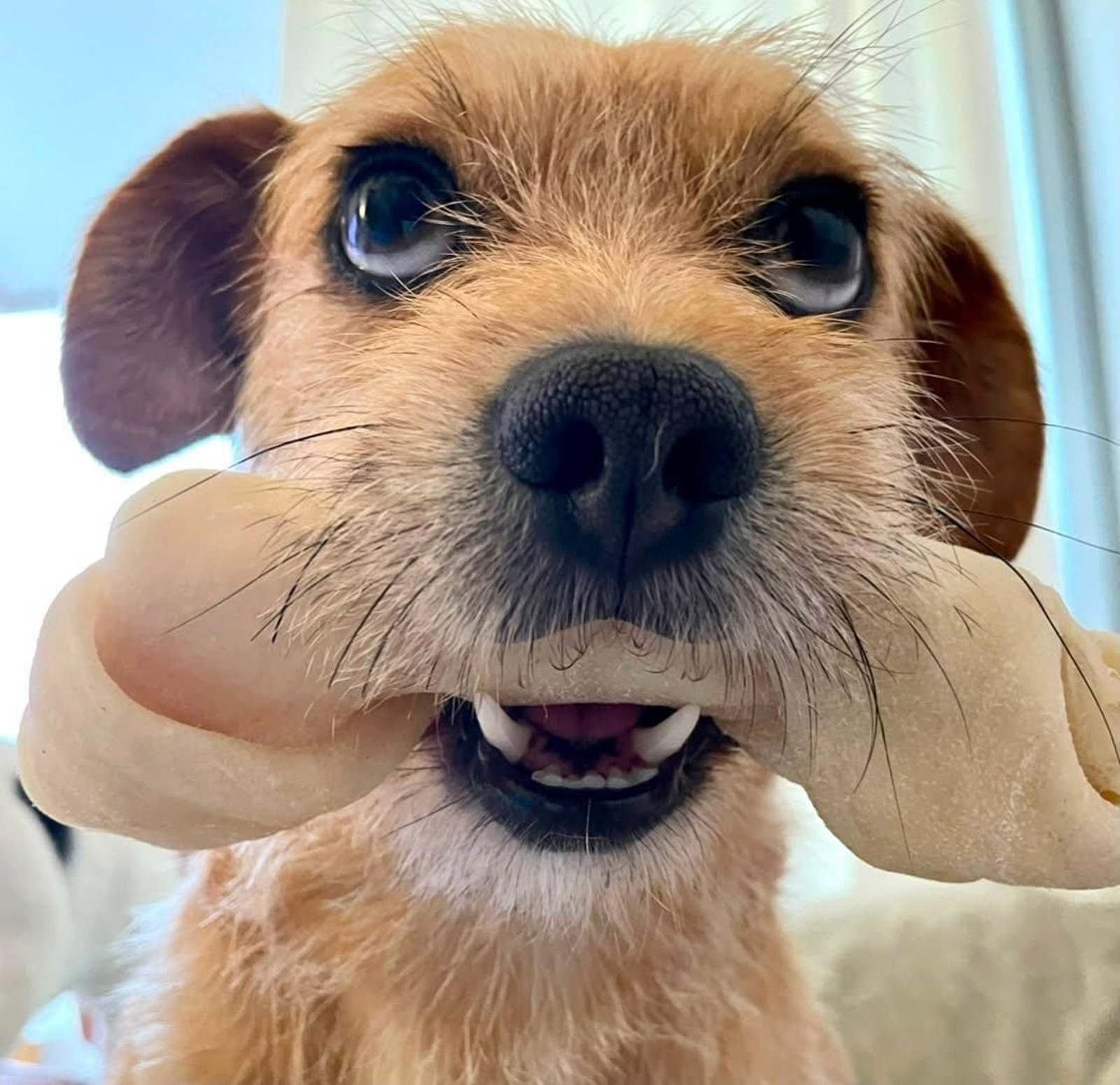 Panchito