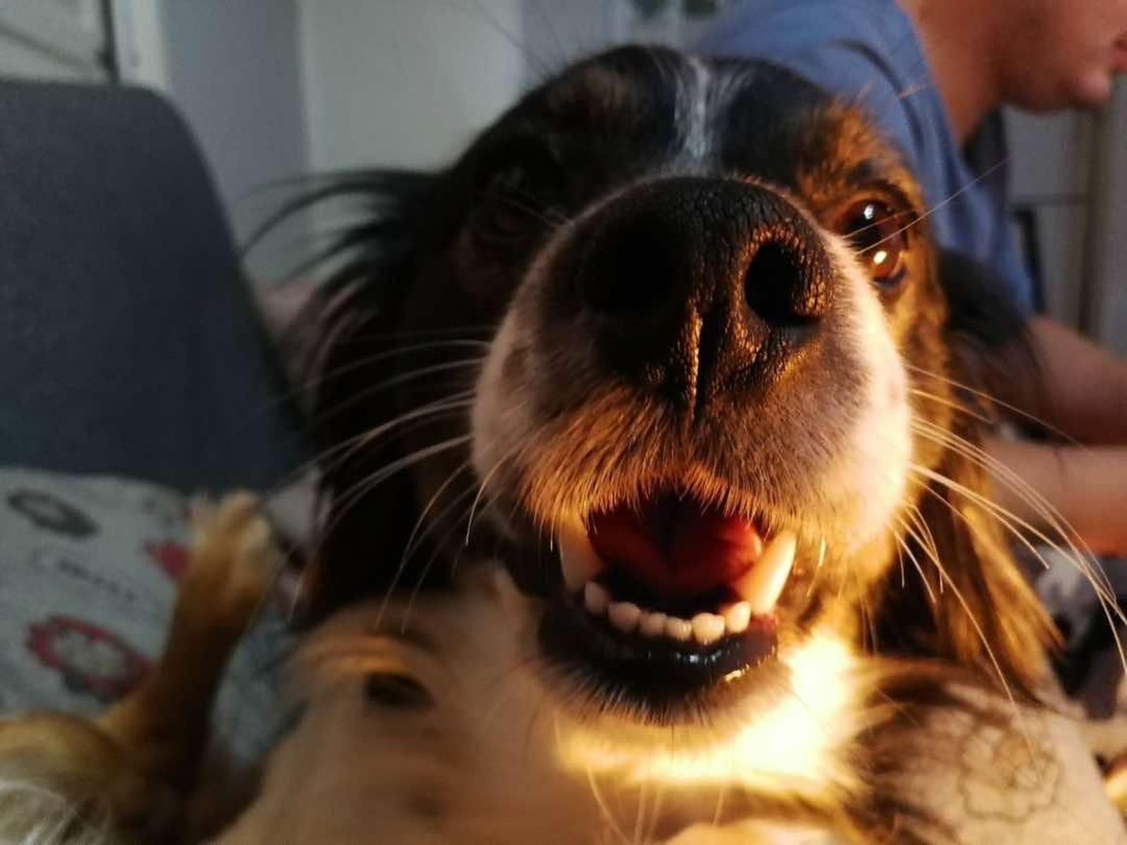 Lola