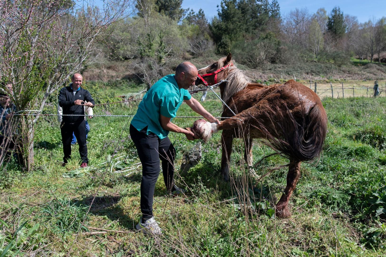 Pablo inspecciona la herida de Tina.