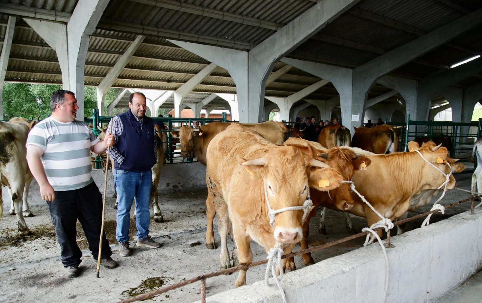 Galería | Ganaderos y tratantes celebran el regreso de la feria de ganado en Castro Caldelas, en fotos