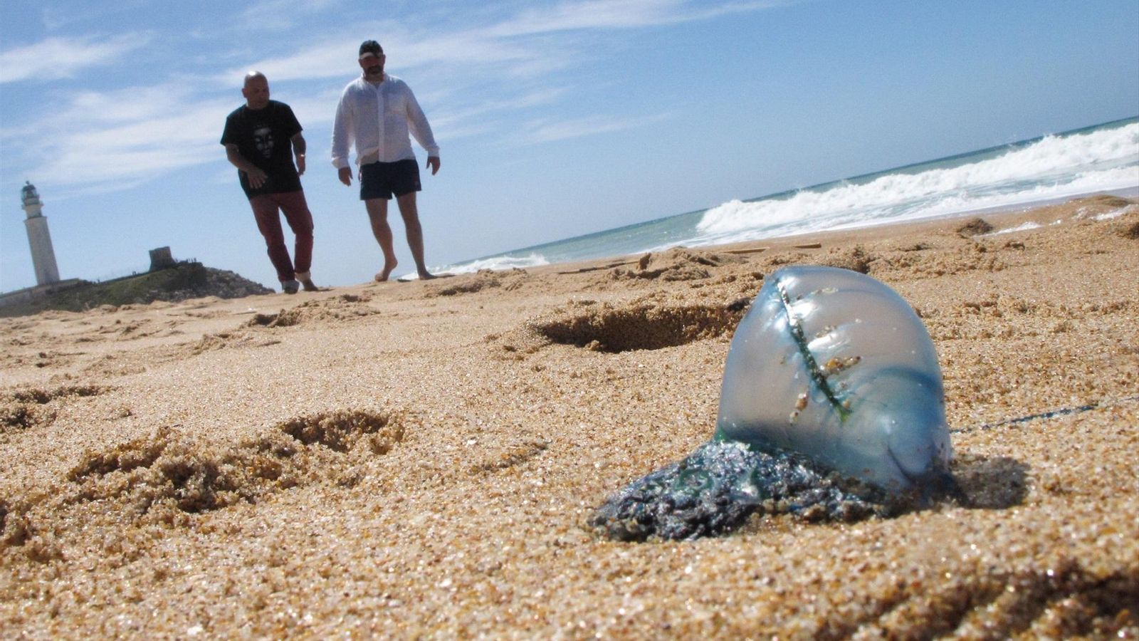 Carabelas portuguesas, medusas varadas en el litoral de España