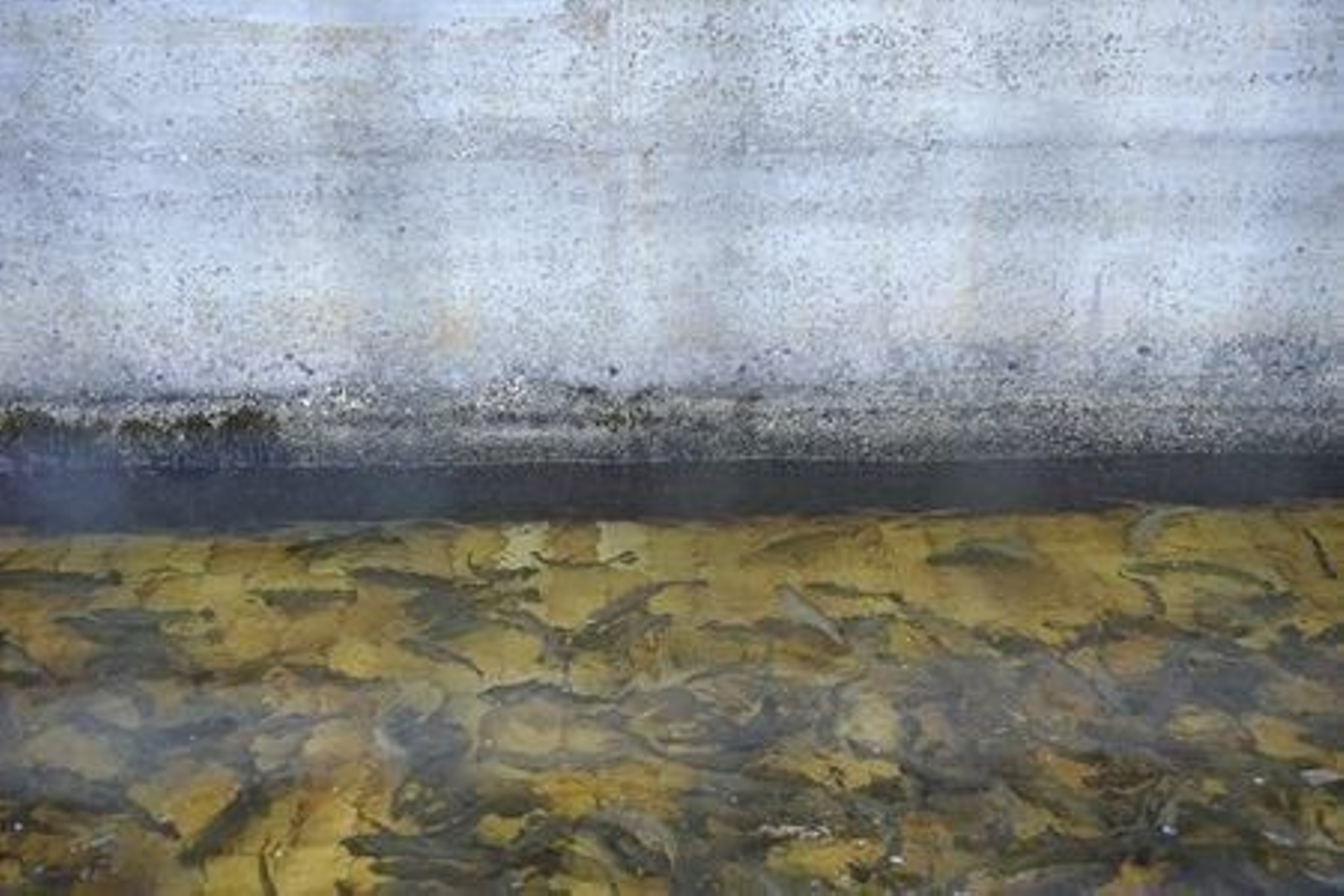 Imagen del canal de cría de Toscaña, de la sociedad de pescadores carballiñesa, sin apenas caudal.