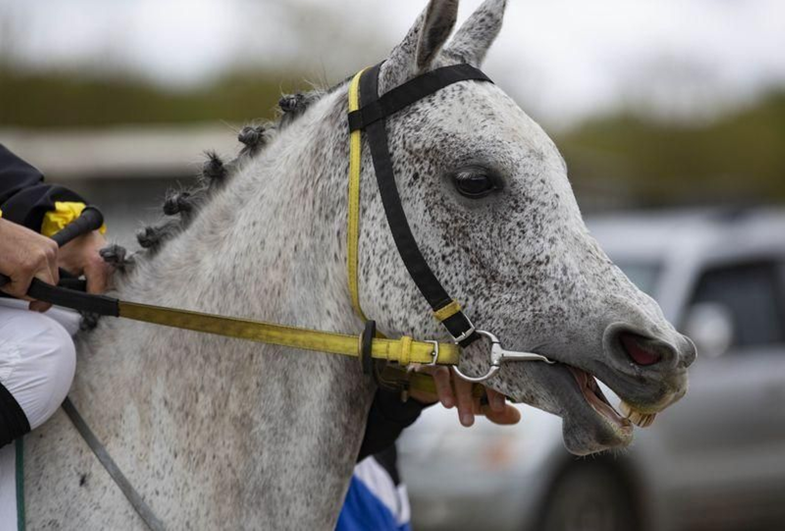 El hipódromo de Antela acogió la Copa Deputación de Hípica en modalidad de velocidad y trote en el hipódromo de Antela (Fotos: Xesús Fariñas)