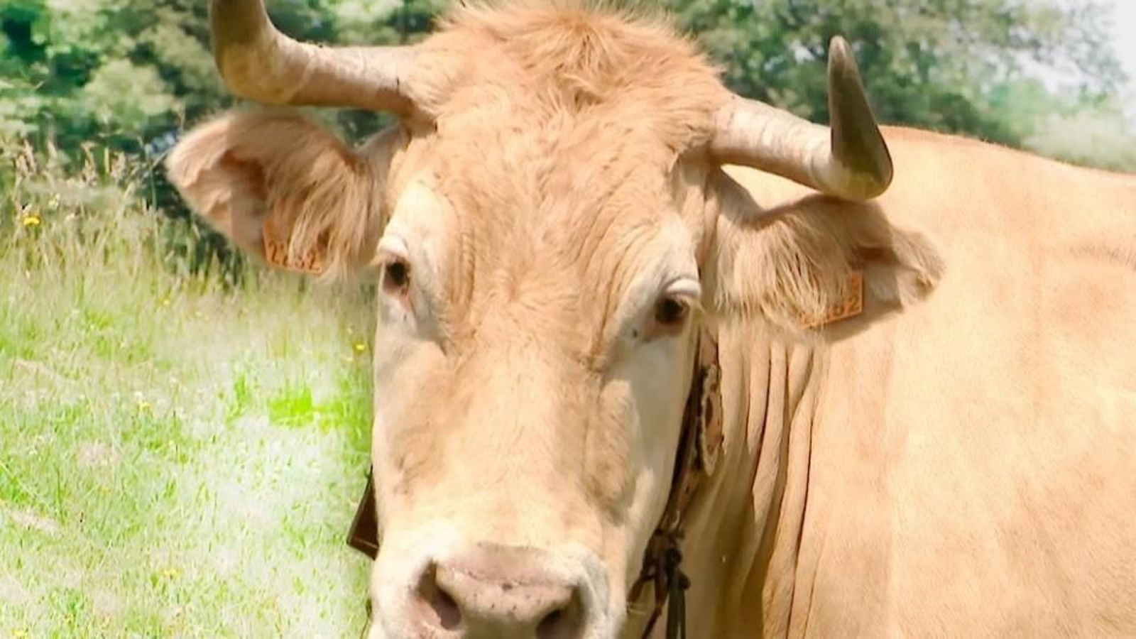 Marela, la representante ourensana de Miss Vaca.