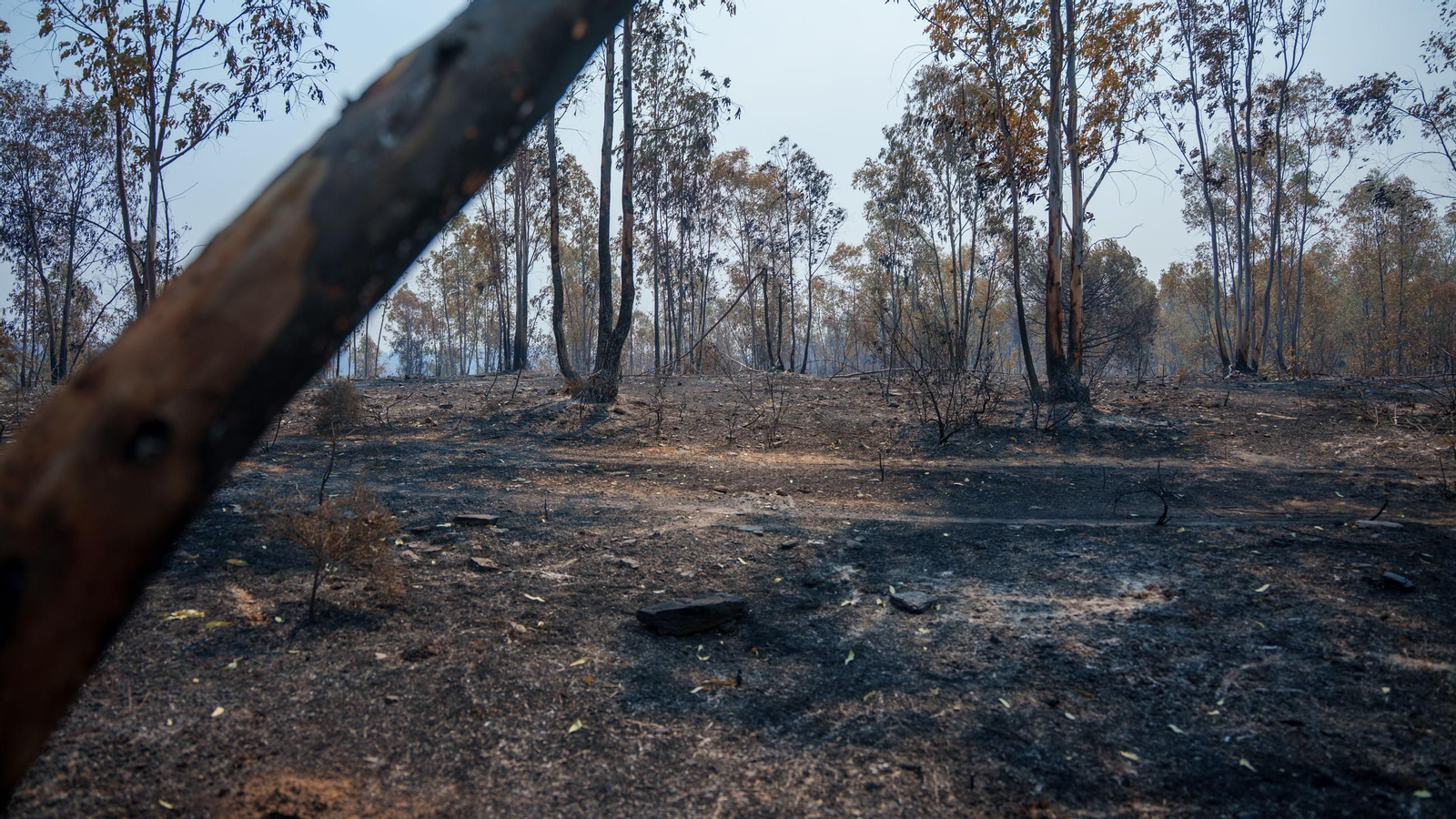 Más de medio millar de efectivos contra el incendio de Niebla (Huelva)