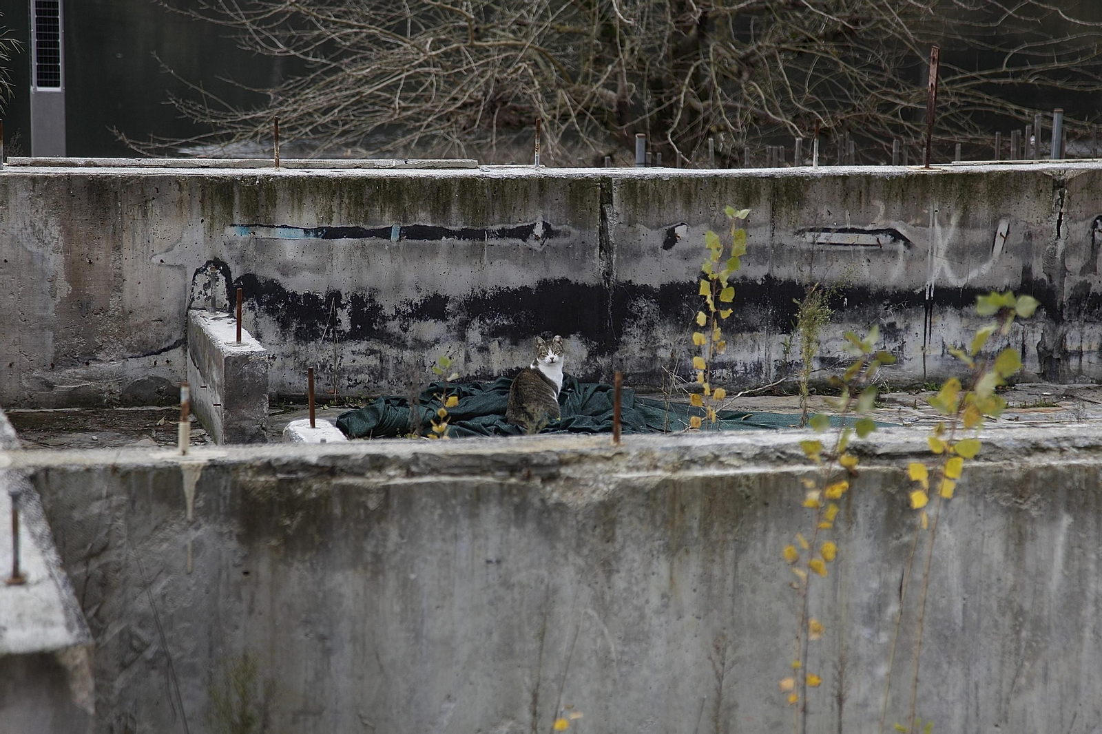 Un gato en las instalaciones de la antigua Chavasqueira.