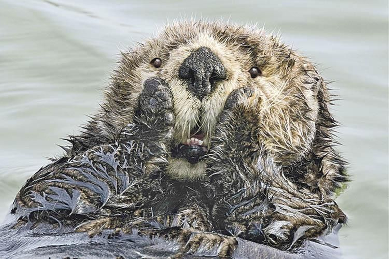 Nutria en pose graciosa.