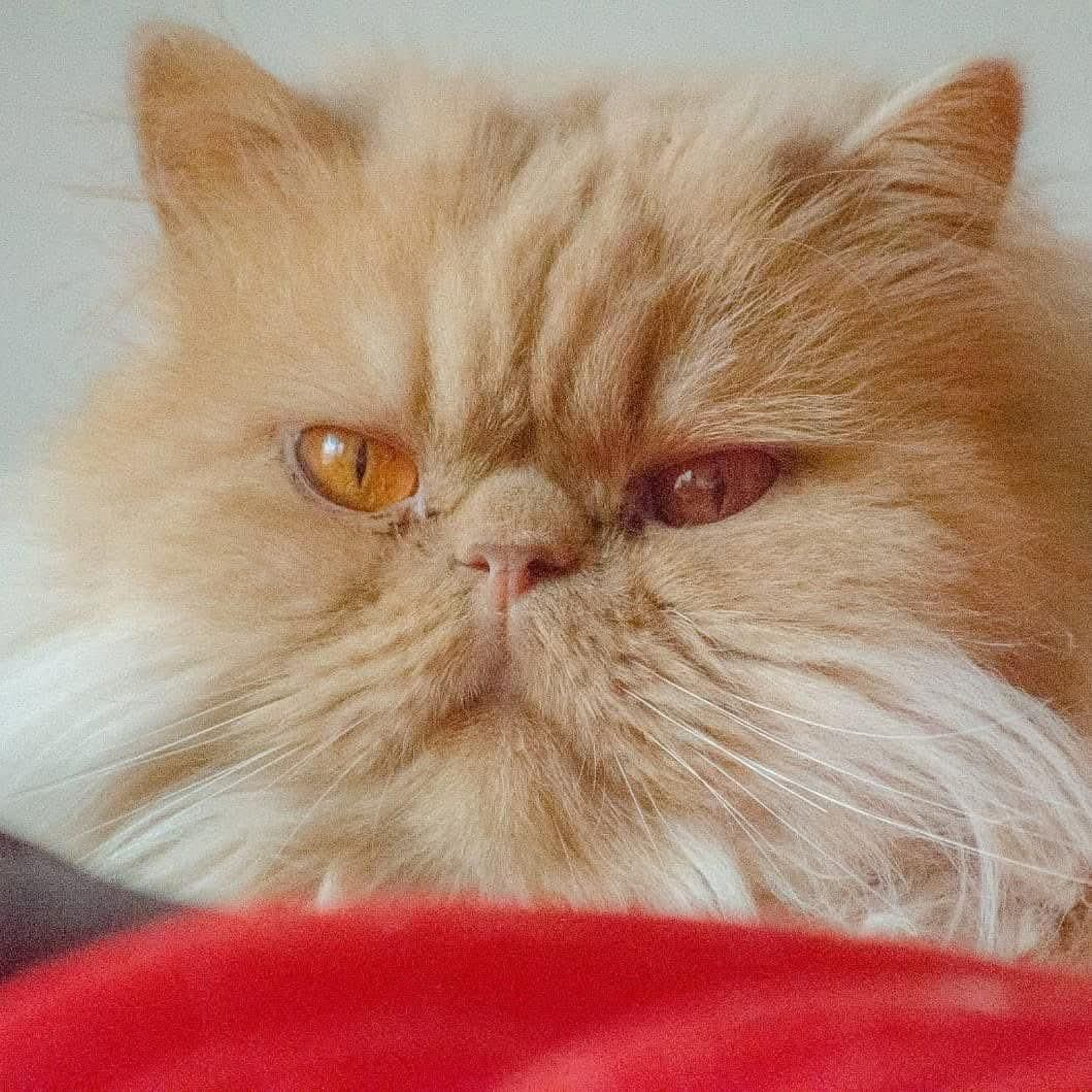 Paulo