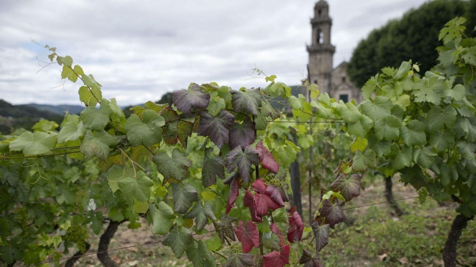 Viñas en Santa María de Beade, que se incorpora a la zona afectada por la flavescencia dorada.