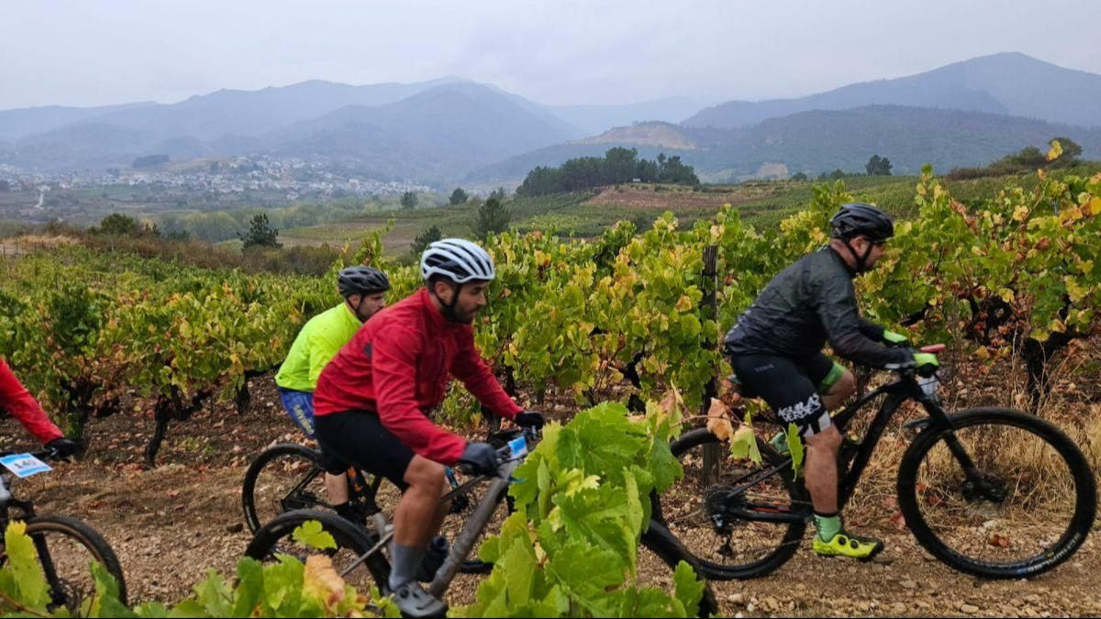 Participantes en una ruta cicloturista por los viñedos de Valdeorras.