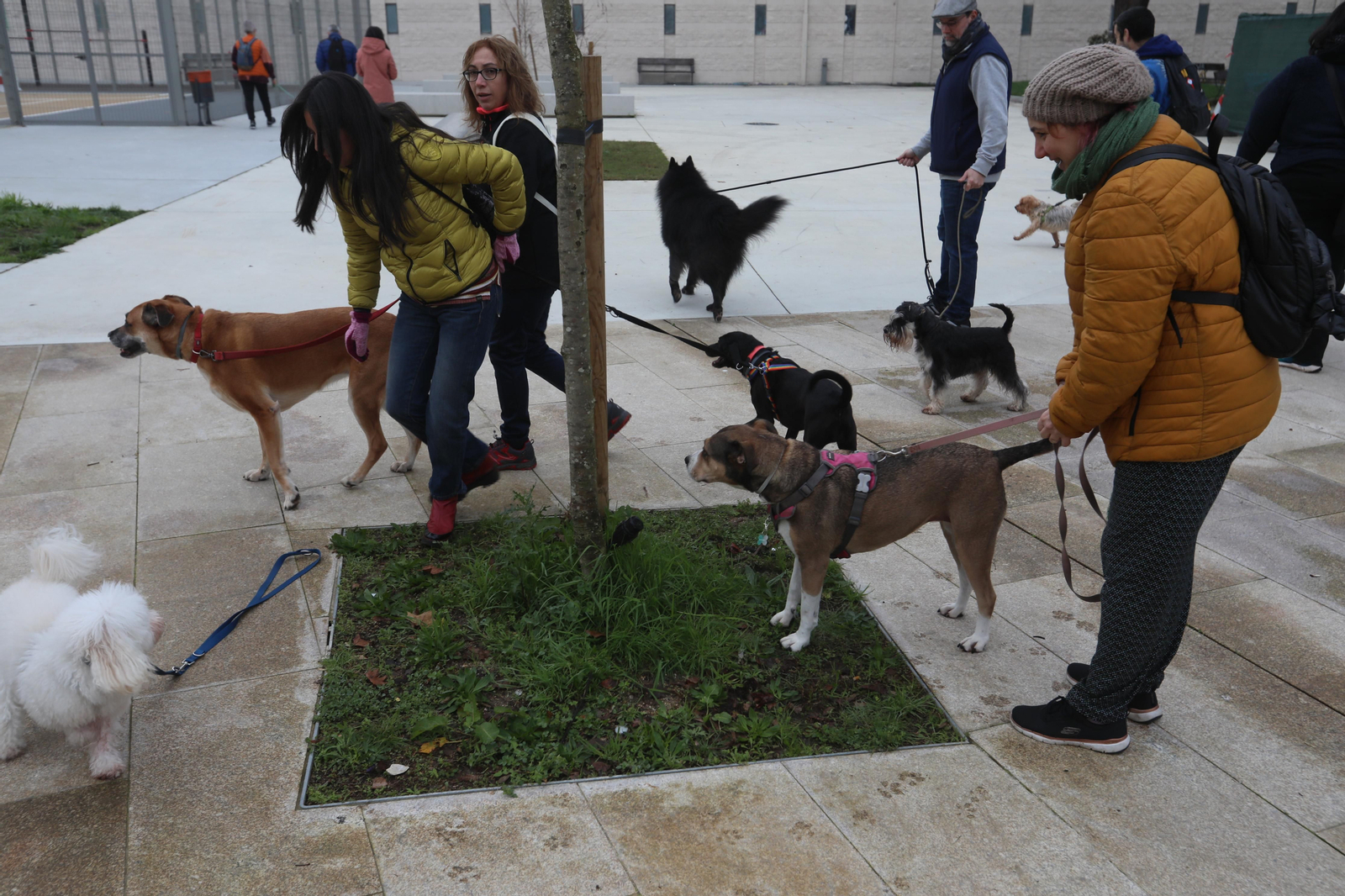 Andaina perruna por la ciudad. José Paz