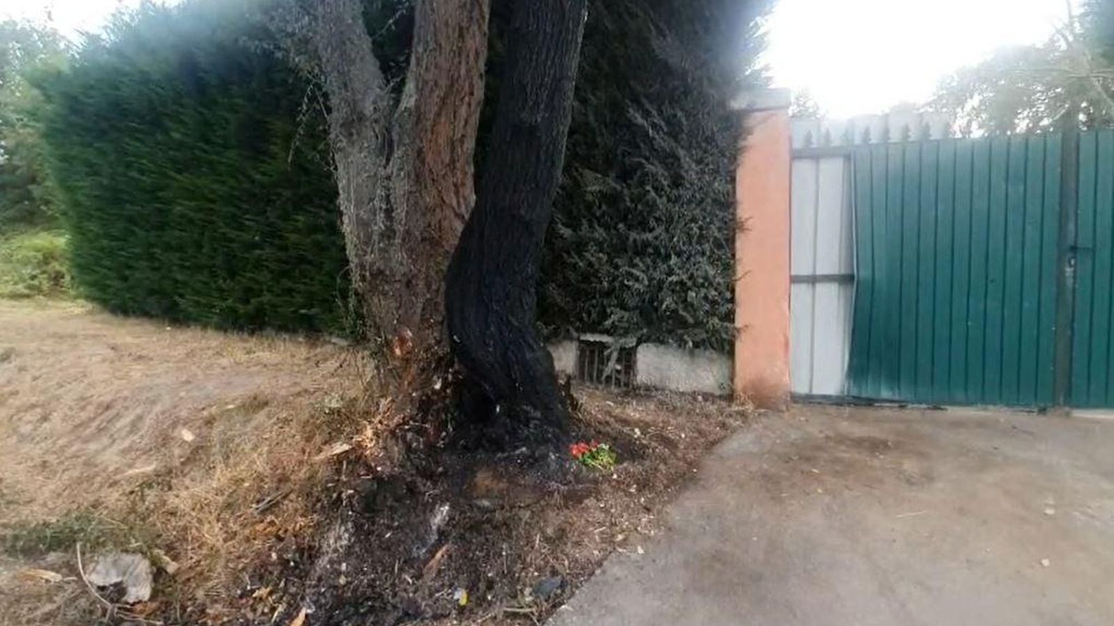 Árbol contra el que chocó el coche.