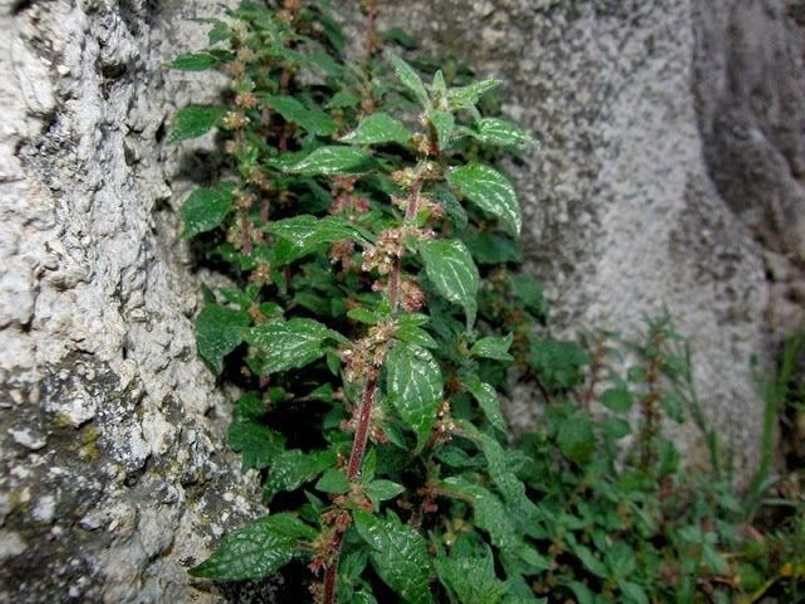 La parietaria judaica es una especie vegetal típicamente mediterranea que ahora está muy extendida en Vigo.