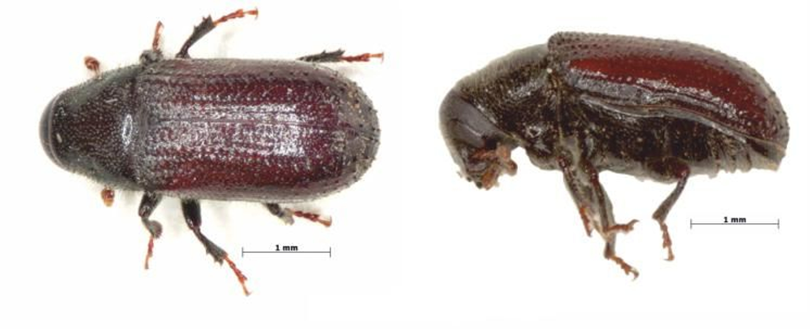 Aspecto del escarabajo Tomicus-destruens.