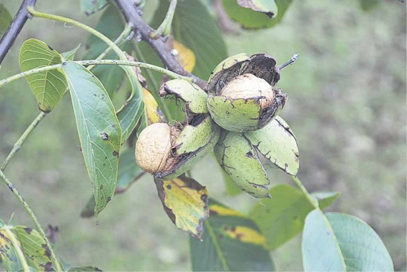El fruto del nogal común, la nuez.