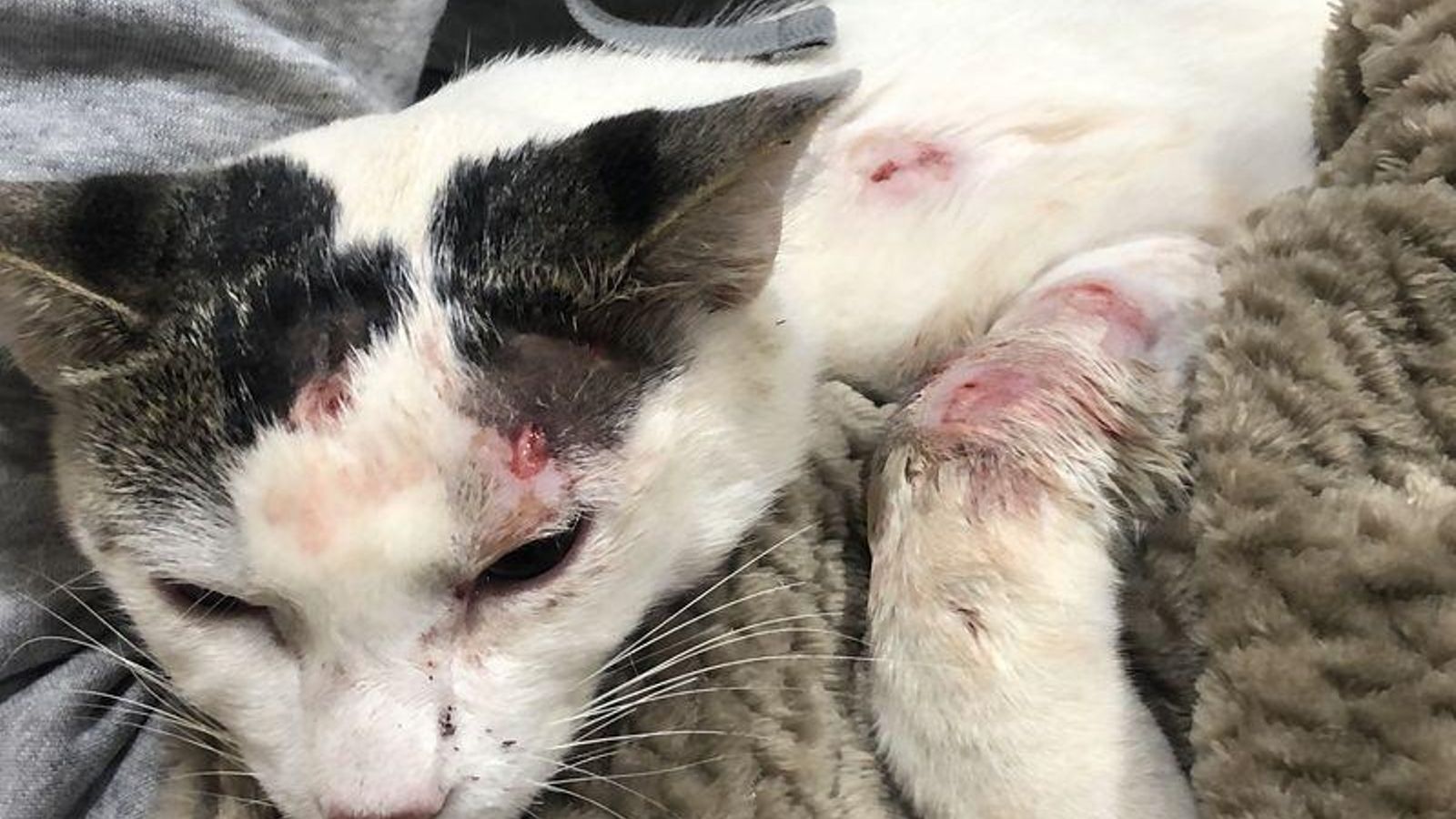 El gato herido con perdigones en XInzo.