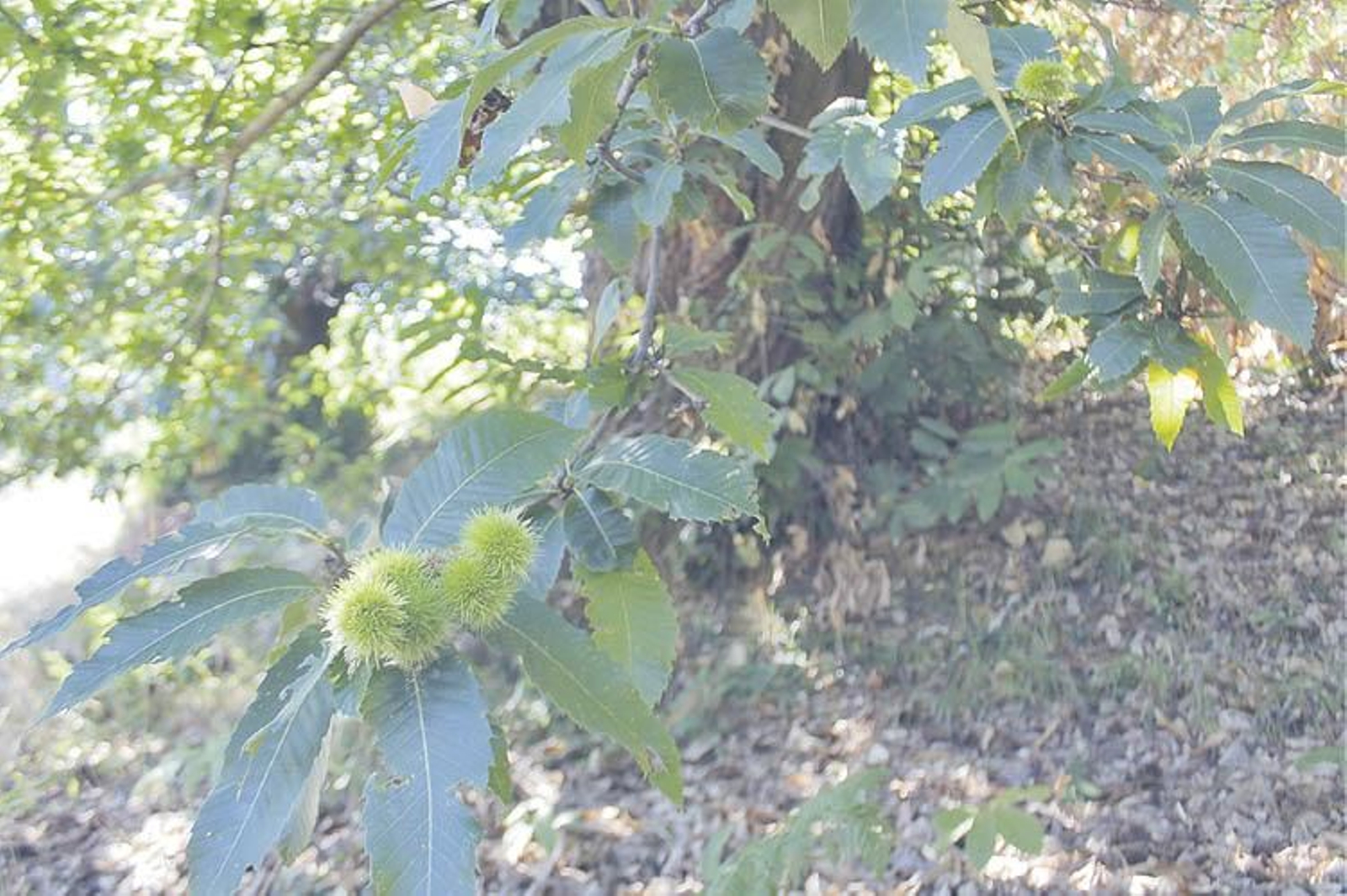 Castaños de un soto de O Barco de Valdeorras.