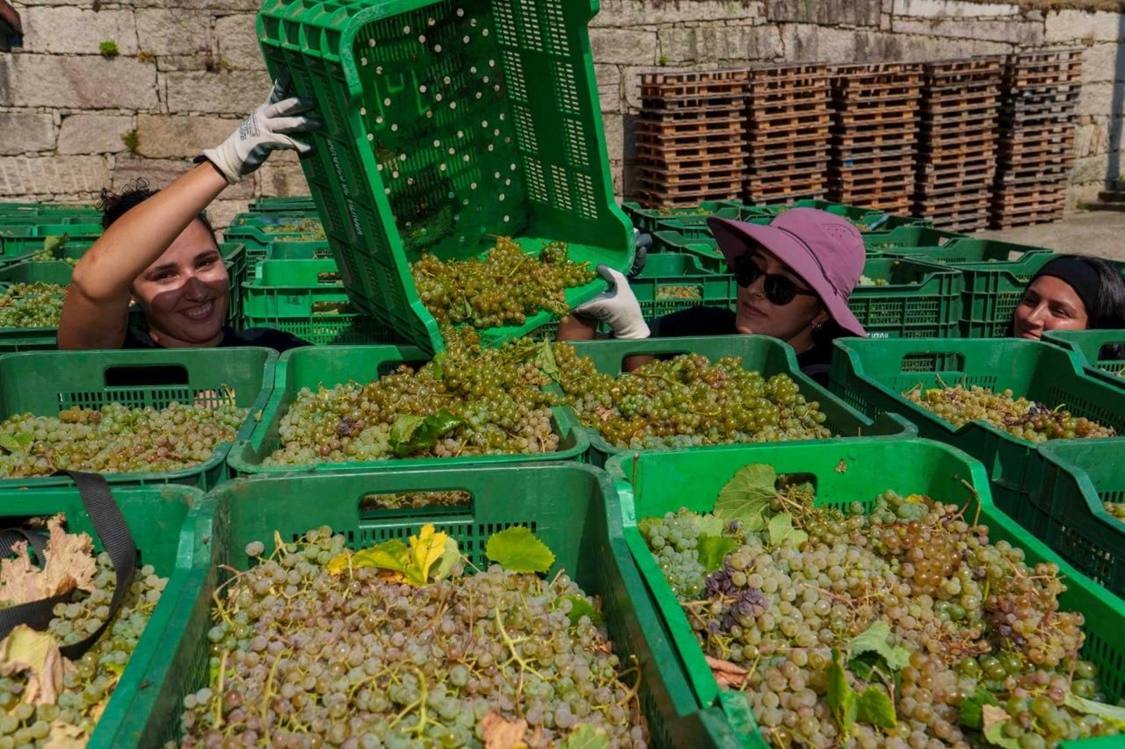 Galería | El calor adelanta la vendimia en las Rías Baixas