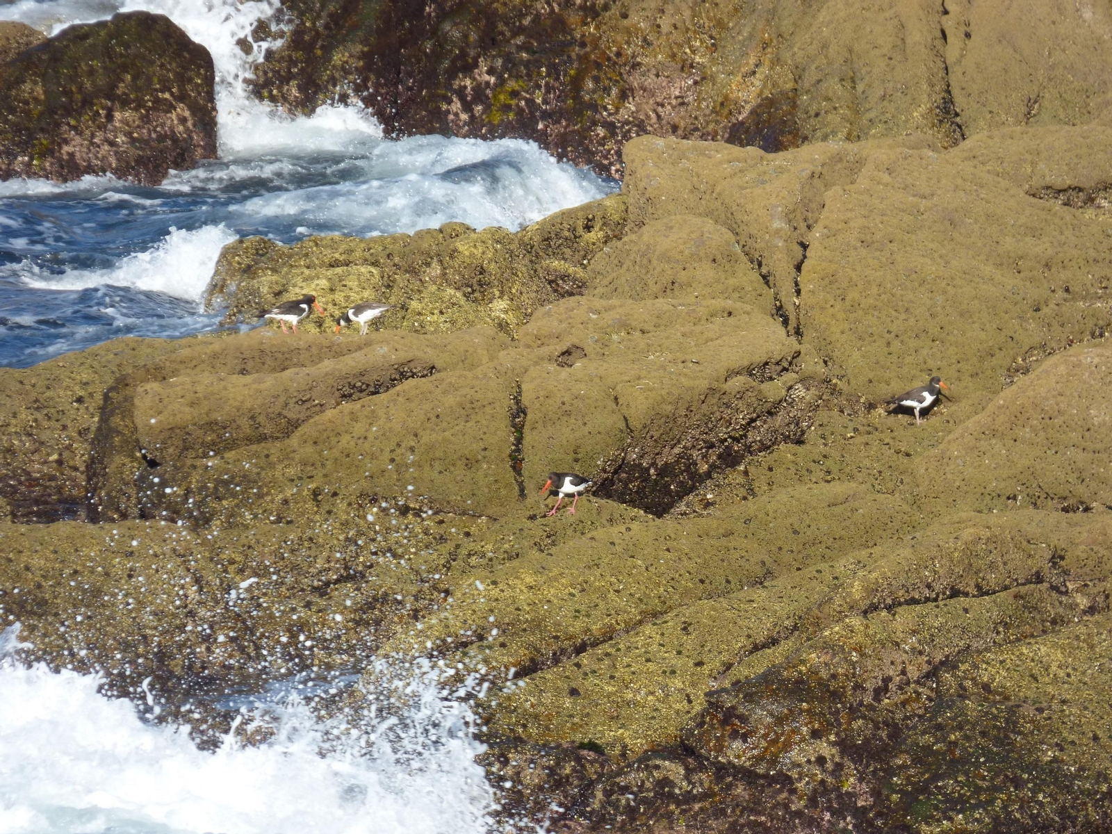 As aves, aniñando nas illas Cíes