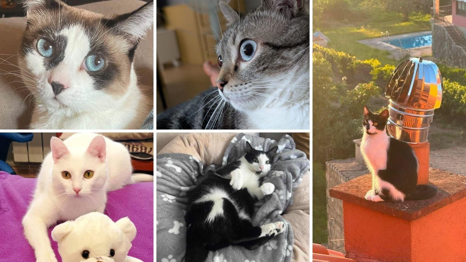 Tito,  Catuxa, Pompón, Nala y Misifu.