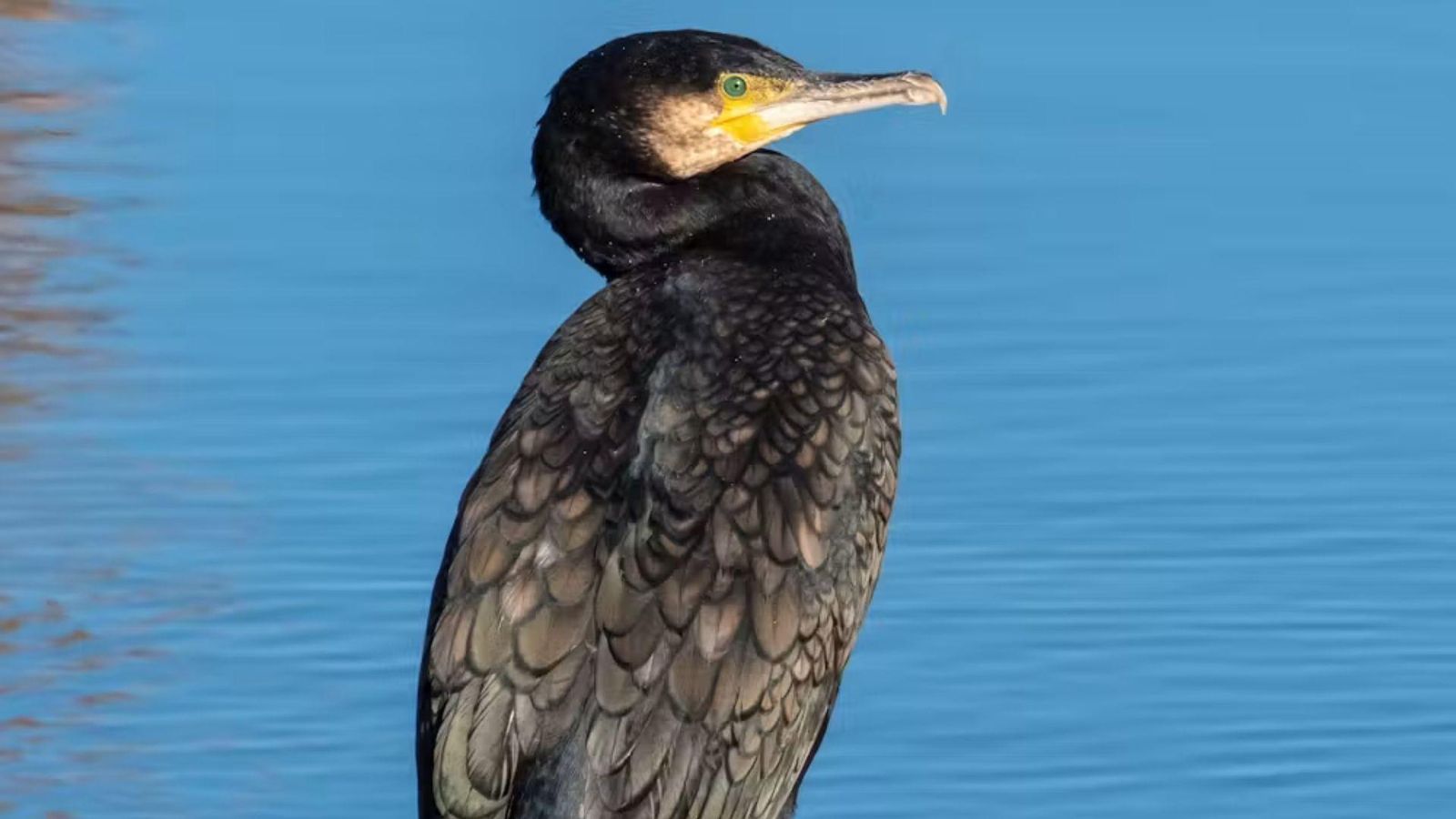 Cormorán en el río Regnitz, en Alemania.
