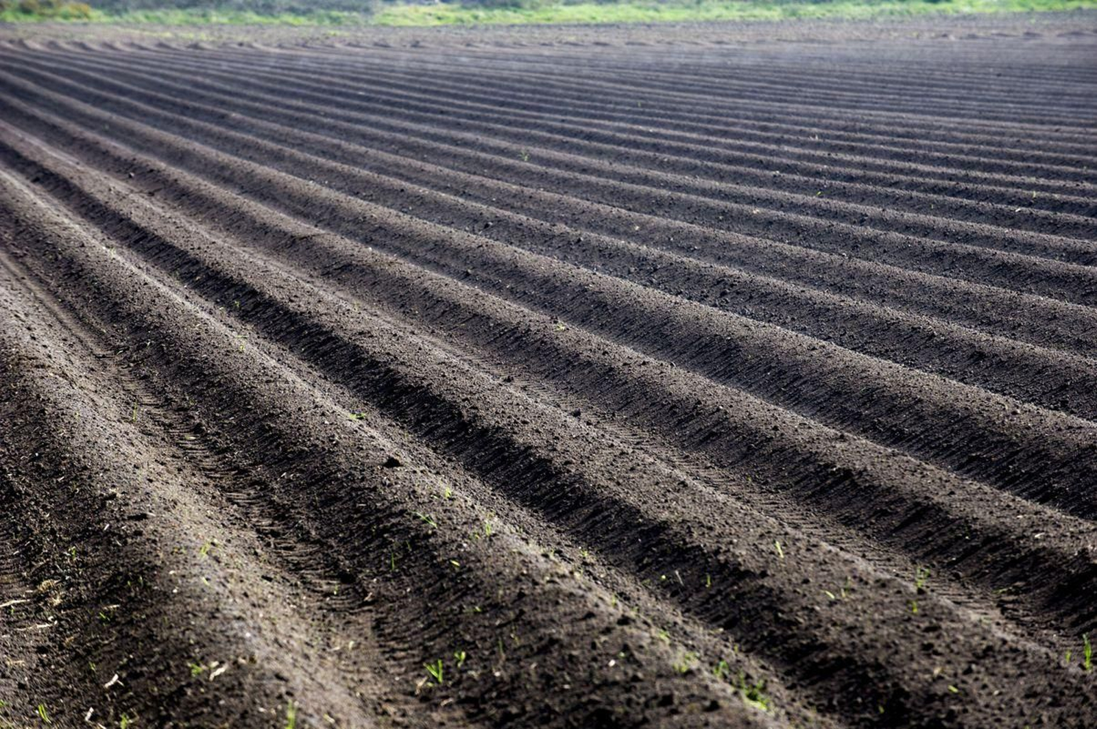 Terrenos sembrados de patata en A Limia este fin de semana. Foto: José Paz
