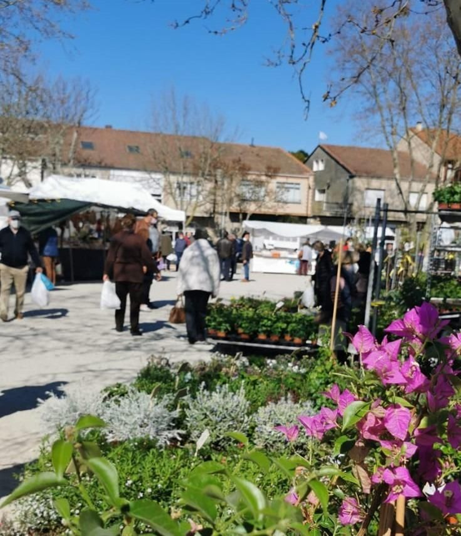 Un dos postos de plantas instalados na Barreira na feira.