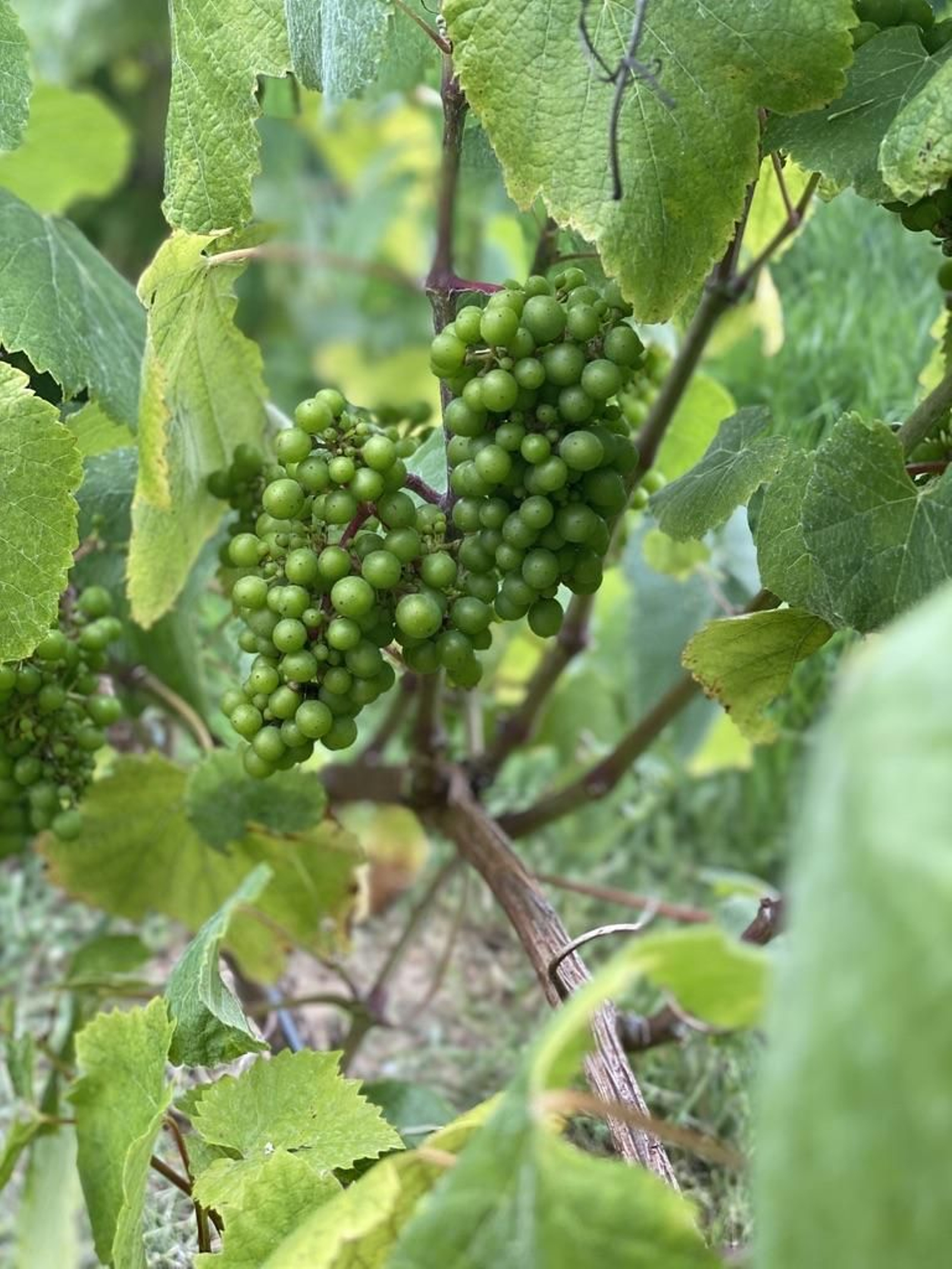 Cepa de Albarín blanco